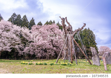 山形縣白高町置玉櫻花走廊內枯死的盆栽櫻花和二代樹 107349535