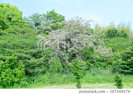 新鮮的綠色公園，辣椒樹的花朵 107349574