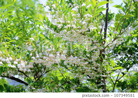 Early summer park Egonoki flower Early summer park Egonoki flower 107349581