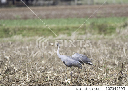 young sarus crane 107349595