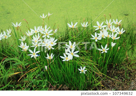 Tamasudare was blooming on the ridge that was submerged in the rain. 107349632