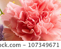 粉紅色花束 慶祝母親節 生日 康乃馨 107349671