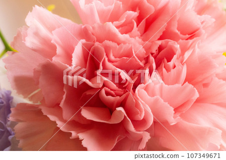 Pink Bouquet Celebration Mother's Day Birthday Carnation 107349671