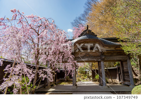 山形縣山形市、立石寺拔峰門(俗稱山寺)和春天的垂枝櫻花 山形縣山形市、立石寺拔峰門(俗稱山寺)和春天的垂枝櫻花 107349749