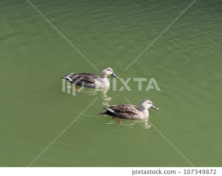 Spot-billed duck swimming in the moat 107349872