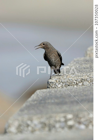 "Female rock-eared bulbul" staring at the sea 107350028