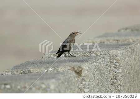 "Female brown-spotted bulbul" screaming something 107350029