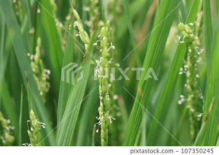 Close-up photo of rice flowers Close-up photo of rice flowers 107350245