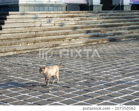 The cat is walking on the pavement. Pet in a beautiful place. Cat on the street. Grey colour. The cat is walking on the pavement. Pet in a beautiful place. Cat on the street. Grey colour. 107350562