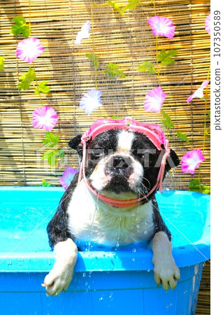 波士頓梗犬Mighty喜歡戴著護目鏡在泳池洗澡♡ 107350589