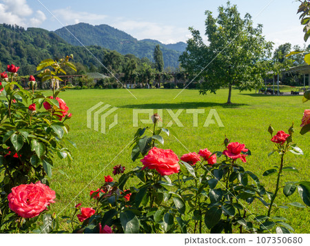 Bush of scarlet roses. Quiet romantic place. Park area. Place to rest 107350680