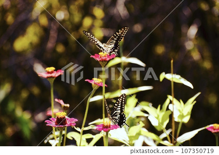 A pair of swallowtail butterflies that flew to the flowers blooming in the autumn field. A pair of swallowtail butterflies that flew to the flowers blooming in the autumn field. 107350719