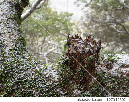 冰雪覆蓋的森林 冰雪覆蓋的森林 107350802