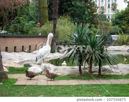 Birds in the park. Waterfowl on the lawn. Park area. Zoo in the city Birds in the park. Waterfowl on the lawn. Park area. Zoo in the city 107350875