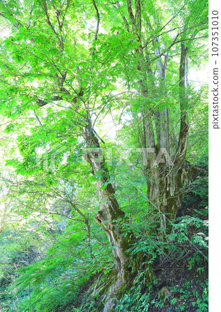 Giant trees in the Shirakami Mountains, a world natural heritage site 107351010