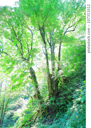 世界自然遺產白神山地的巨樹 107351012