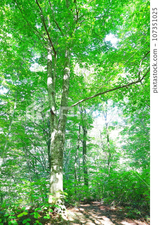Beech forest within the “World Heritage Beech Forest Walking Path” course in the World Natural Heritage Shirakami-Sanchi Mountains 107351025