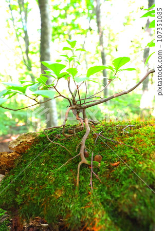 在世界自然遺產白神山地的「世界遺產山毛櫸林散步道」路線上，倒下的樹木上長出了青苔和新樹 107351085