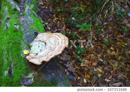 A monkey mushroom growing on a fallen tree on the "World Heritage Beech Forest Walking Path" course in the World Natural Heritage Shirakami-Sanchi Mountains 107351086