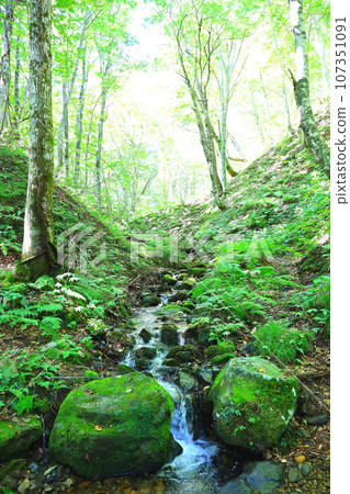 世界自然遺產白神山地「世界遺產山毛櫸林散步路」路線內的清流 107351091