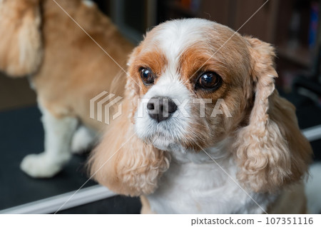 Portrait of a Cavalier King Charles Spaniel in a grooming salon.  107351116