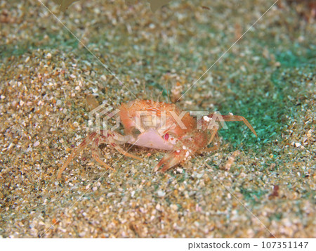 海底的蟹殼 海底的蟹殼 107351147