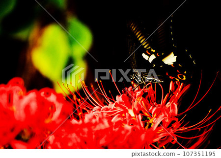 秋天黃昏時，一隻黑色燕尾蝴蝶飛向田野裡盛開的紅蜘蛛百合 107351195