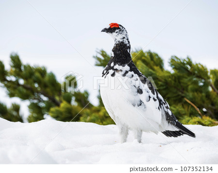 Male grouse in April 107352134