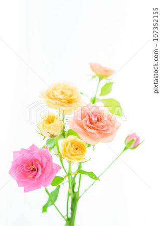 明亮的米色、粉紅色和黃色玫瑰花 明亮的米色、粉紅色和黃色玫瑰花 107352155