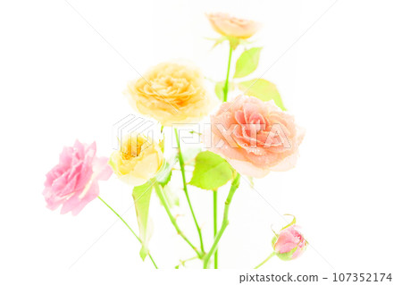 Bright beige, pink and yellow rose flowers Bright beige, pink and yellow rose flowers 107352174