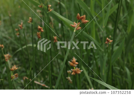 Natural plants Sankakui, waterside plants. The flowering period is from summer to autumn, with many flowers ending in September. Natural plants Sankakui, waterside plants. The flowering period is from summer to autumn, with many flowers ending in September. 107352258
