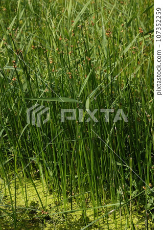 天然植物山角,水邊植物。稈(莖)的橫切面呈三角形,在泥中呈匍匐莖狀展開,靠近水源時成簇生長。 天然植物山角,水邊植物。稈(莖)的橫切面呈三角形,在泥中呈匍匐莖狀展開,靠近水源時成簇生長。 107352259