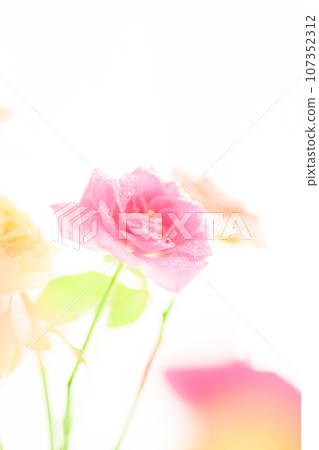 bright pink roses bright pink roses 107352312