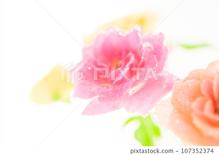 bright pink roses bright pink roses 107352374