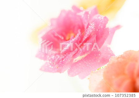 bright pink roses bright pink roses 107352385
