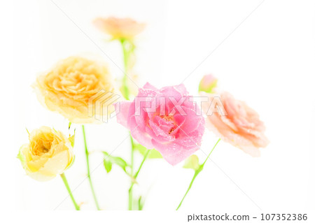 bright pink roses bright pink roses 107352386