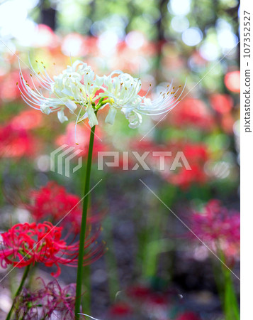 White spider lily (vertical) 1 107352527