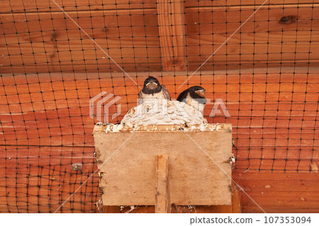 Swallow's chick Swallow's chick 107353094