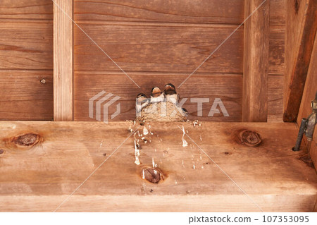 Swallow's chick 107353095