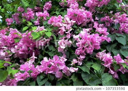 Bougainvillea 107353598