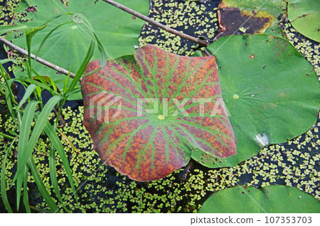 Lotus leaves in the lotus pond change color in autumn Lotus leaves in the lotus pond change color in autumn 107353703