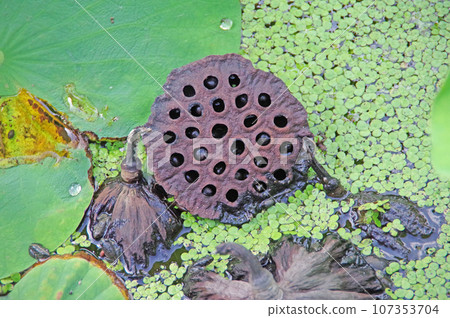 The fruit capsule and black seeds that grew after the lotus flower 107353704