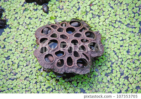 The fruit capsule and black seeds that grew after the lotus flower 107353705