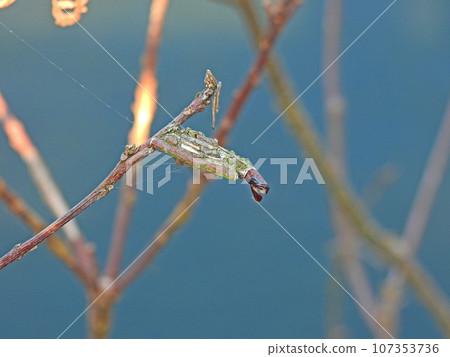 Moth nest bagworm hibernating on a branch 107353736