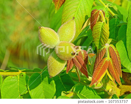 Wild onigurumi tree that grows on the riverside 107353737