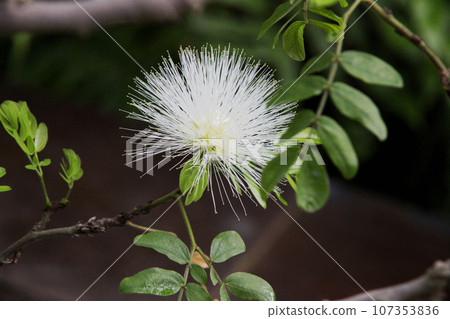 White-headed man 107353836