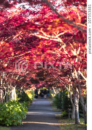 Maple leaves which turned red leaves 107353881