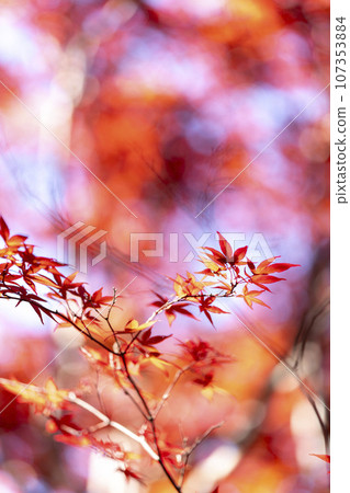 楓葉離開了紅葉 楓葉離開了紅葉 107353884