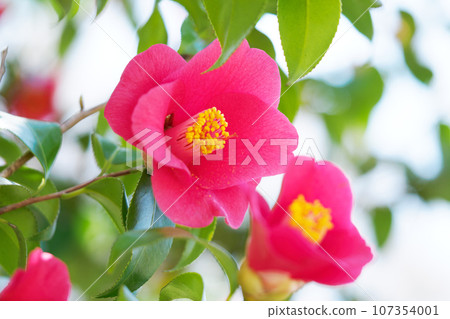 Camellia flower 107354001