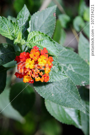 Lantana 107354221